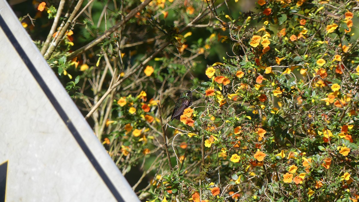 kolibřík fialovohrdlý - ML618097790