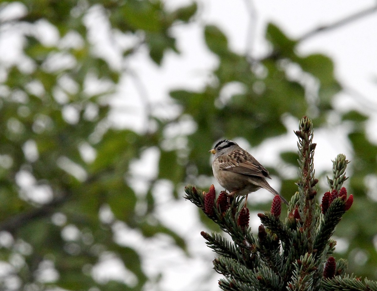 White-crowned Sparrow - ML618097792