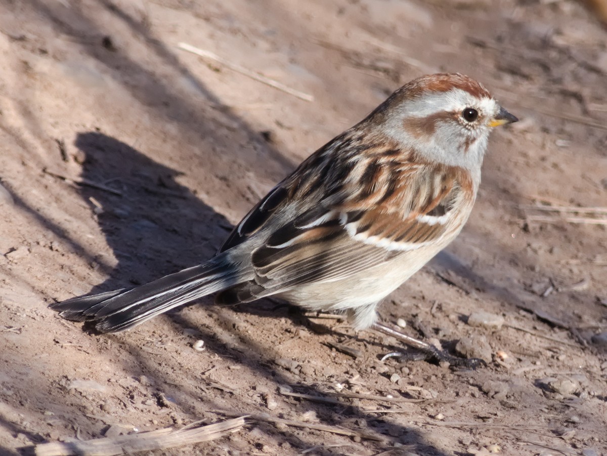 American Tree Sparrow - ML618097814