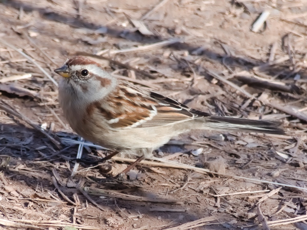 American Tree Sparrow - ML618097817