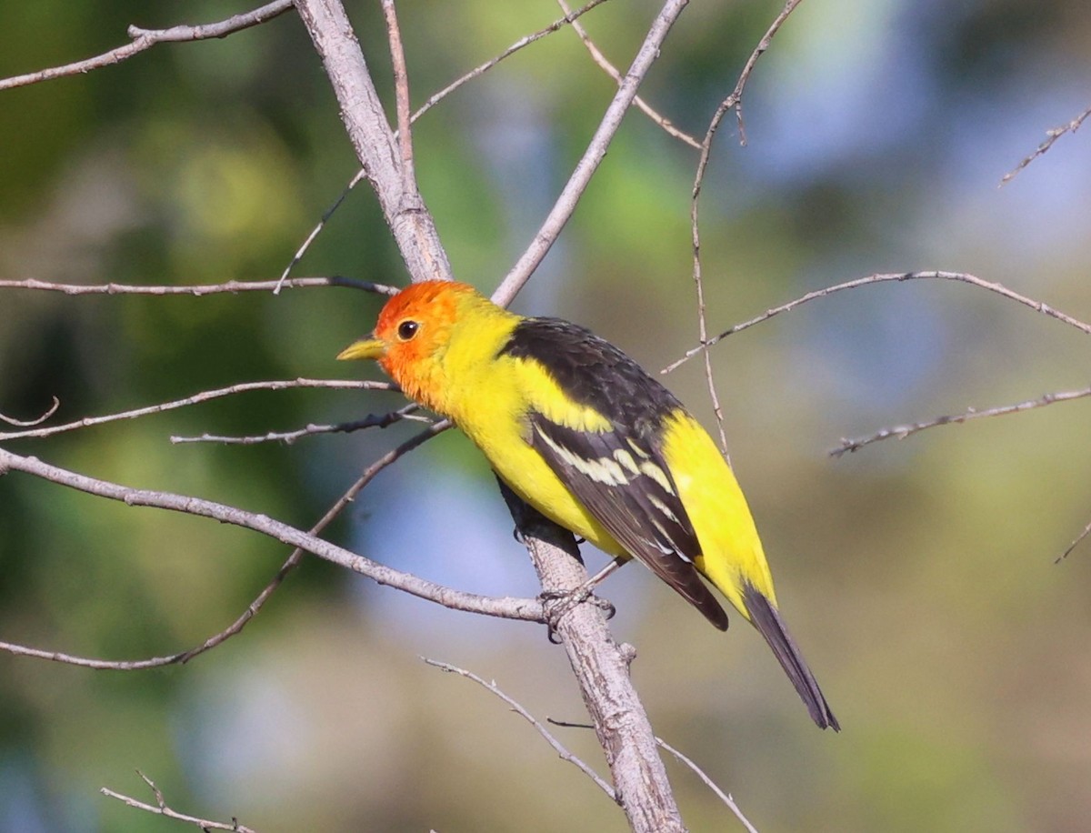 Western Tanager - ML618097834