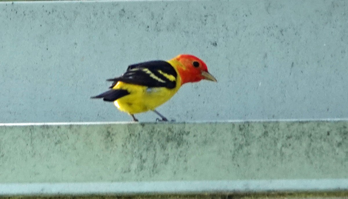 Western Tanager - ML618097869