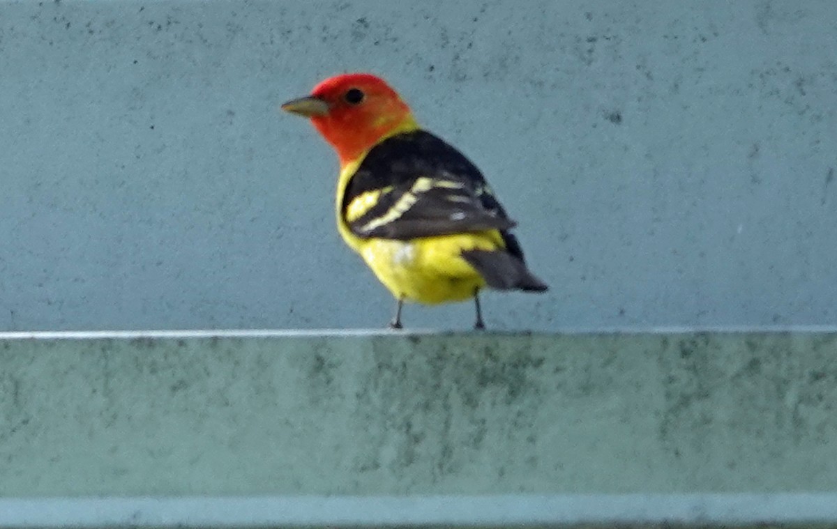 Western Tanager - ML618097879