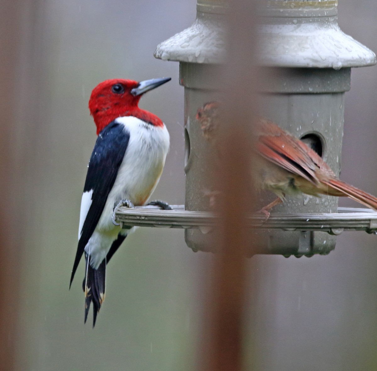 Red-headed Woodpecker - ML618097883