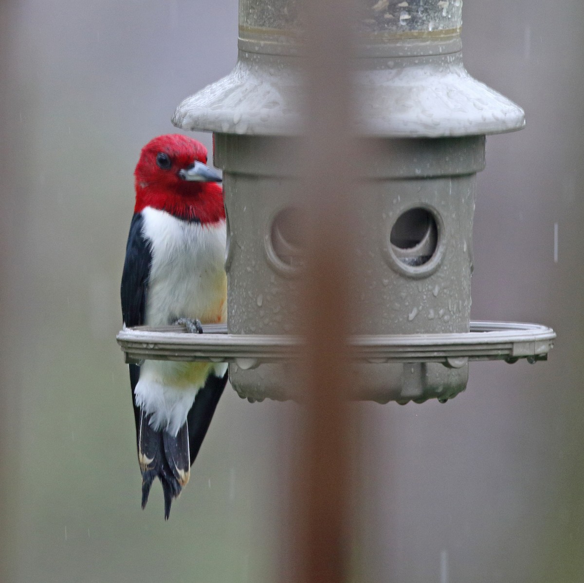 Red-headed Woodpecker - ML618097884