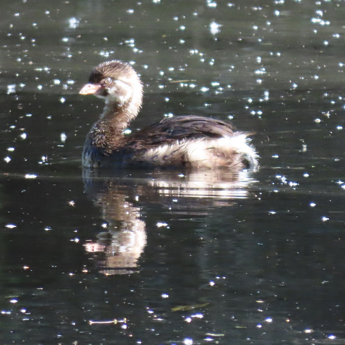 Pied-billed Grebe - Anne (Webster) Leight
