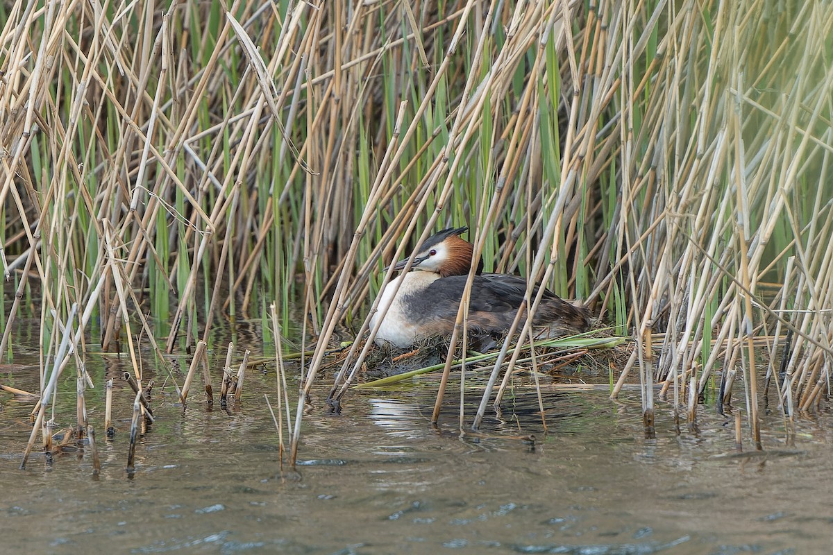 Great Crested Grebe - ML618097950