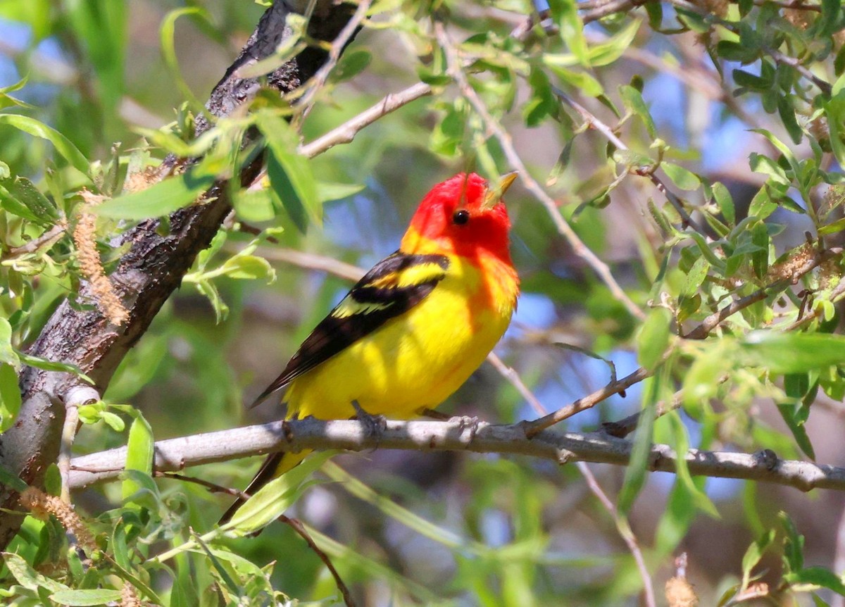 Western Tanager - ML618097963