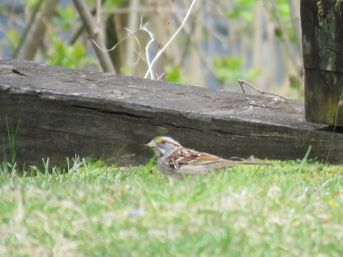 White-throated Sparrow - Rebecca Laroche