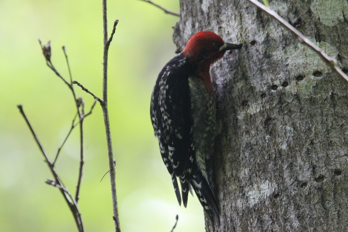 Red-breasted Sapsucker - ML618097983