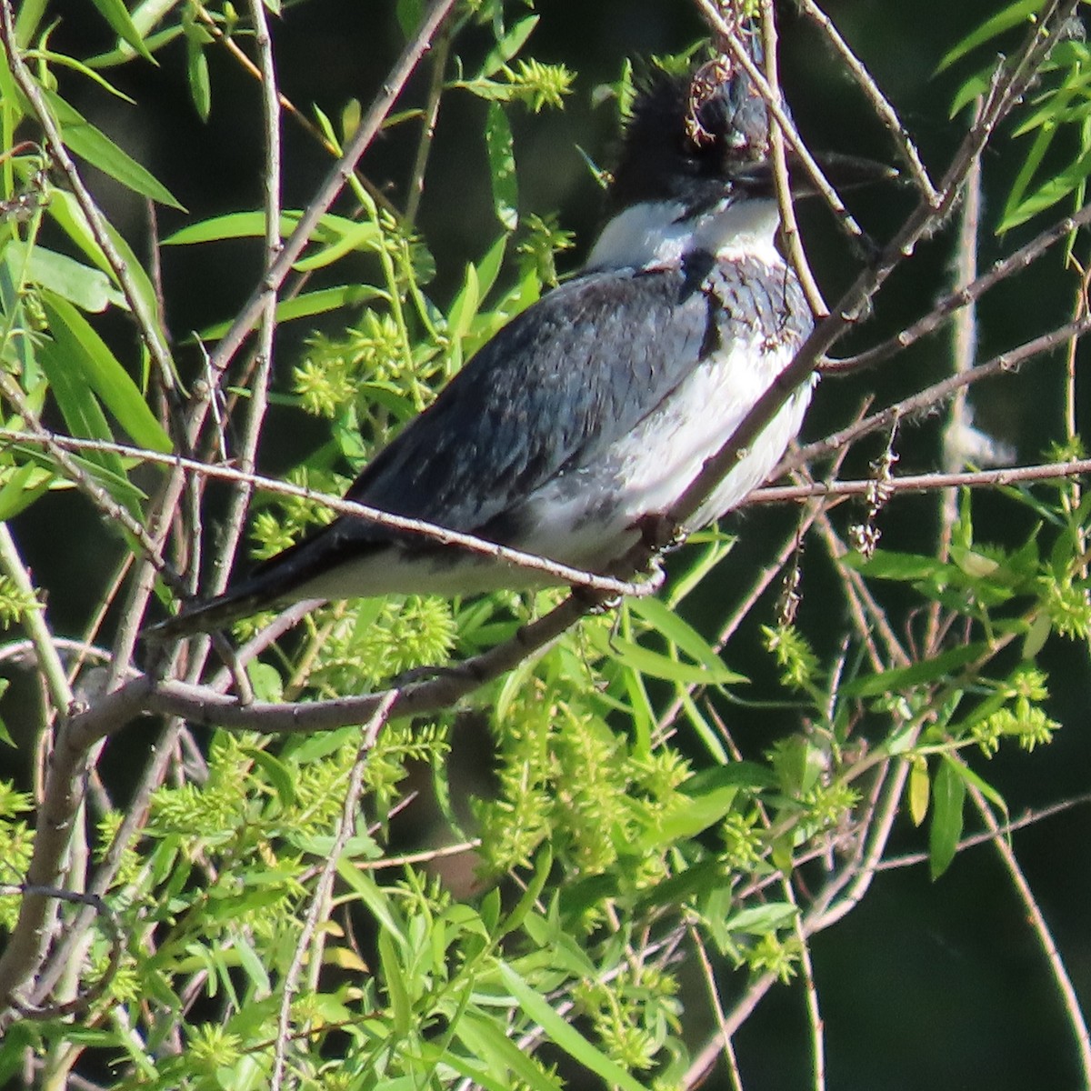 Belted Kingfisher - Anne (Webster) Leight