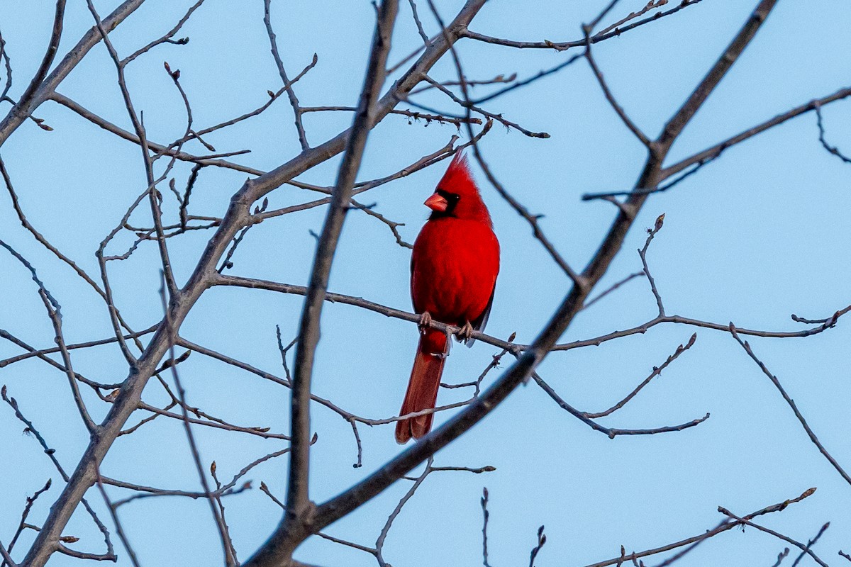 Northern Cardinal - Anonymous
