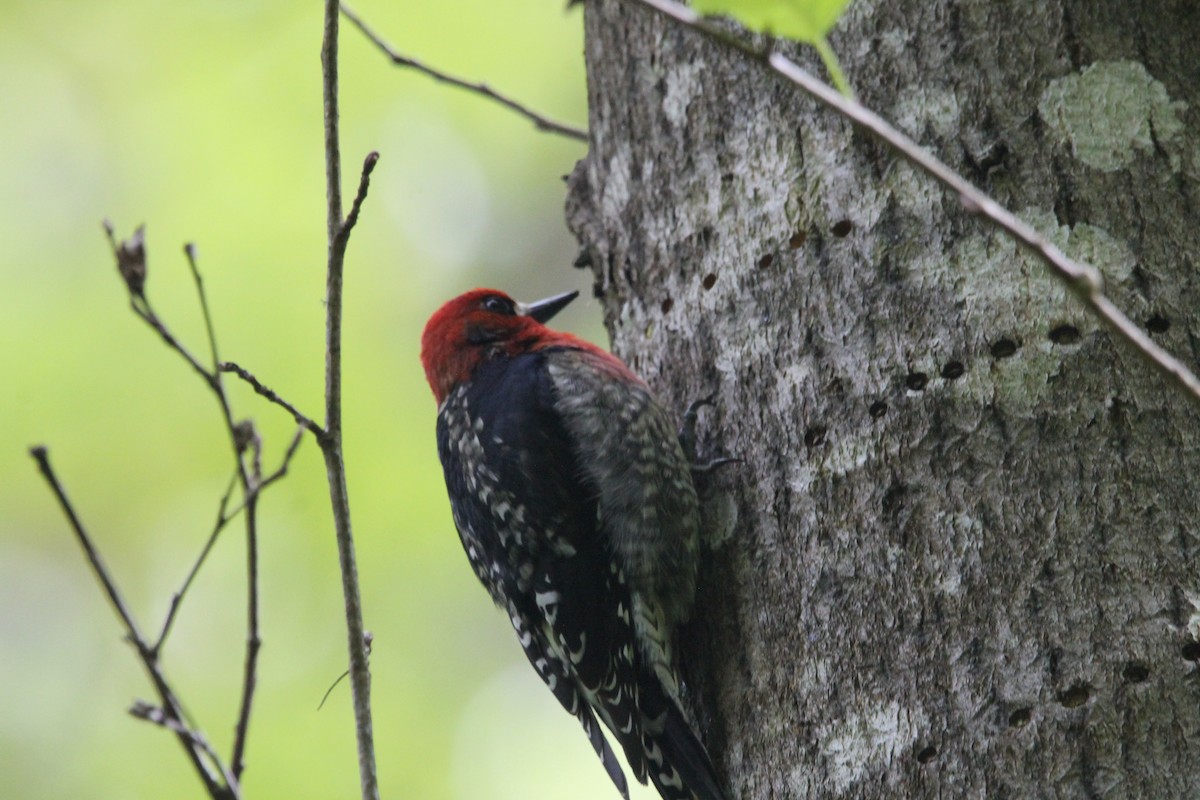 Red-breasted Sapsucker - ML618098012