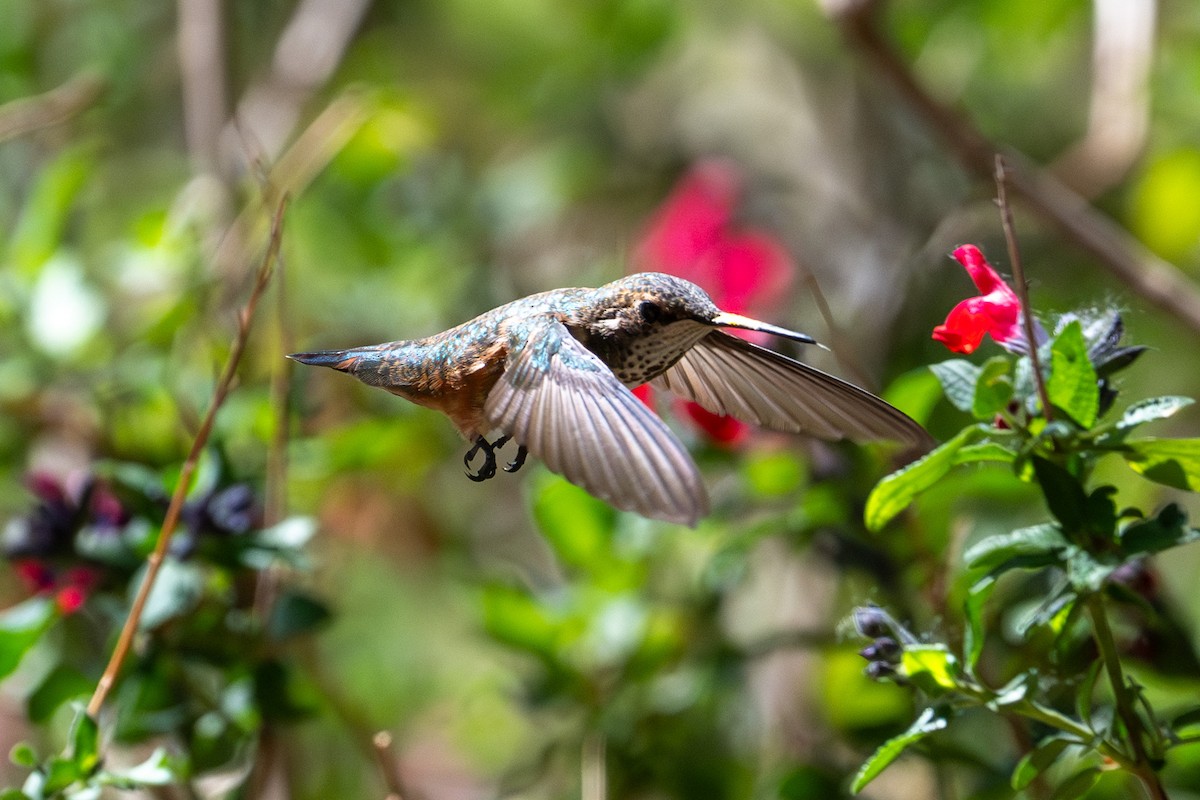 Rufous Hummingbird - Tanya Smythe