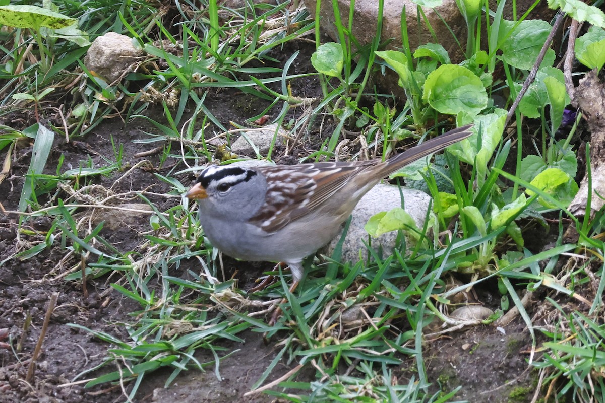 White-crowned Sparrow - ML618098043