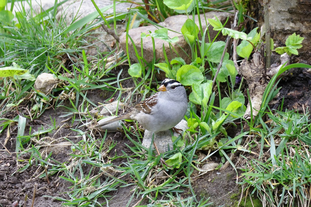 White-crowned Sparrow - ML618098044