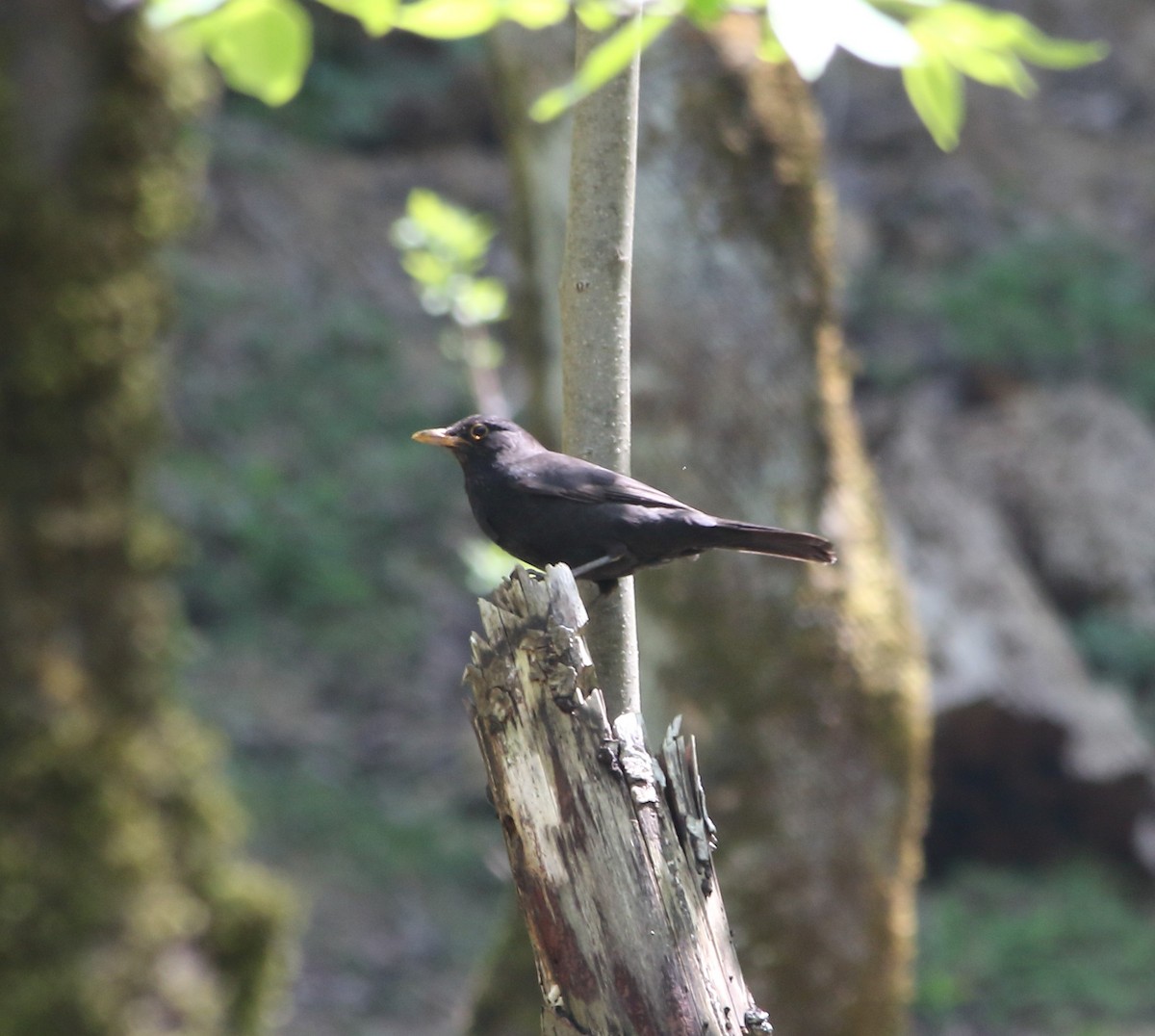 Eurasian Blackbird - Elaheh Afsaneh