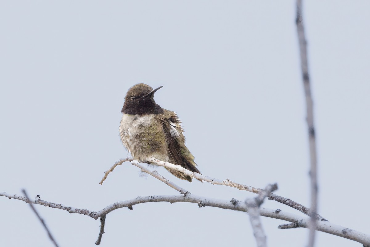 Black-chinned Hummingbird - ML618098067