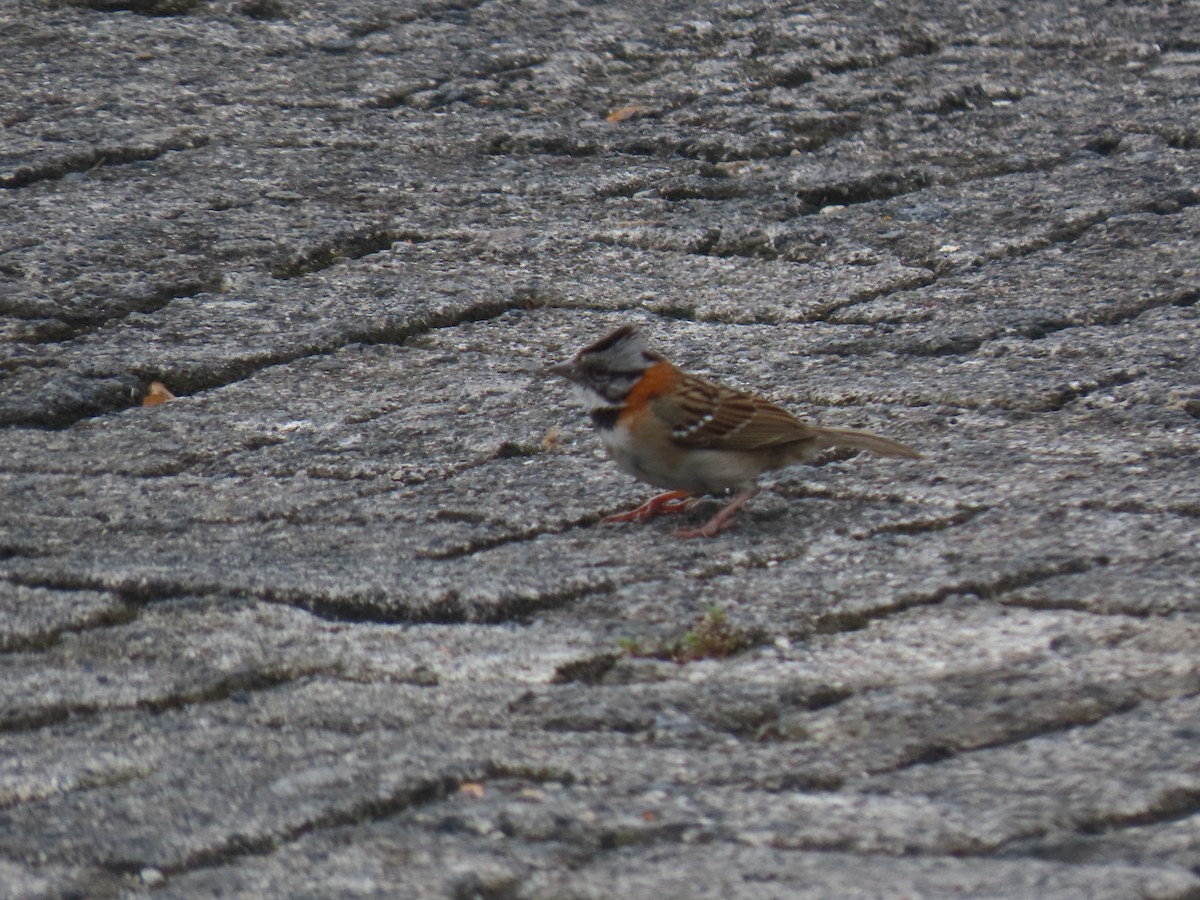 Rufous-collared Sparrow - ML618098069