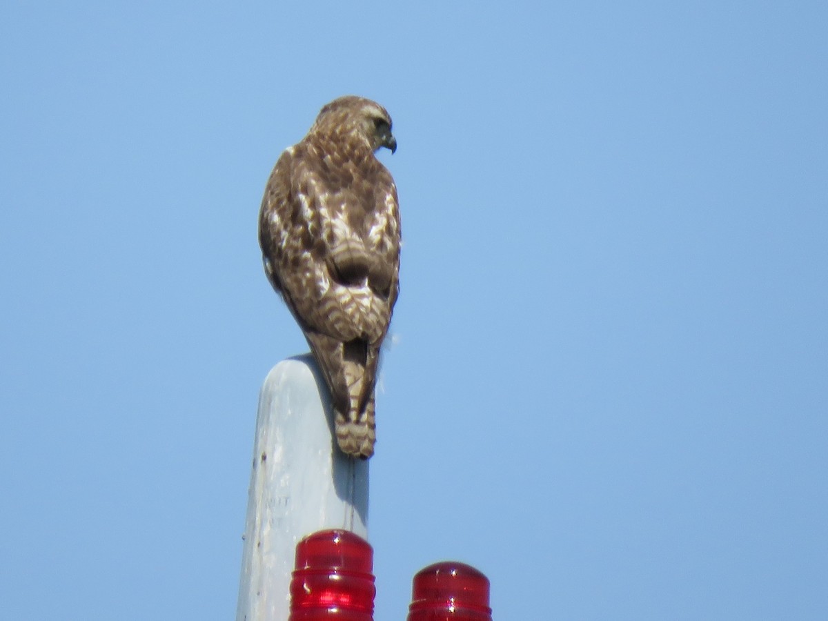 Red-tailed Hawk - ML618098071