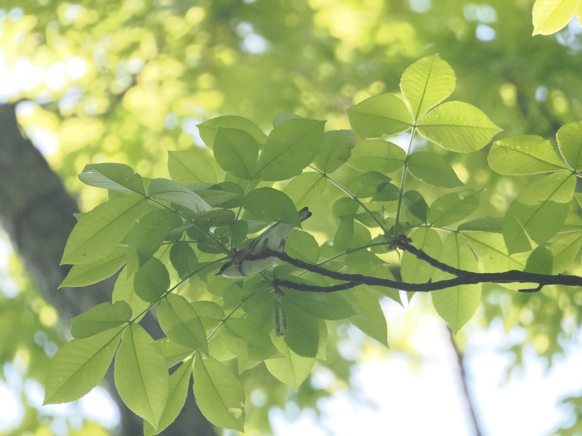 Cerulean Warbler - a d