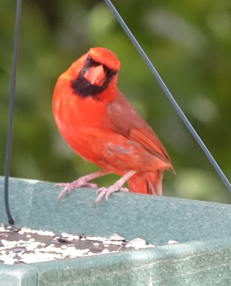 Northern Cardinal - Susan d'Hont