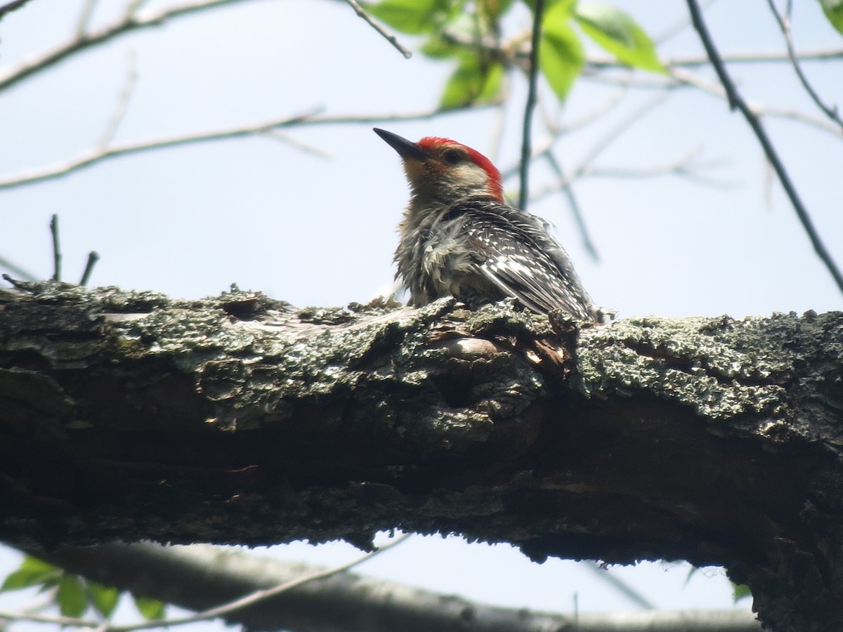Red-bellied Woodpecker - Nate Kienzle