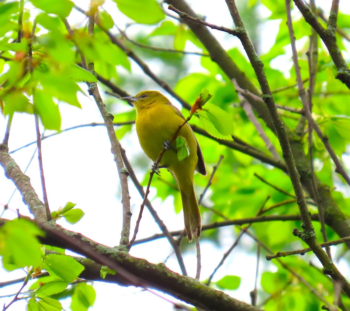Orchard Oriole - ML618098210