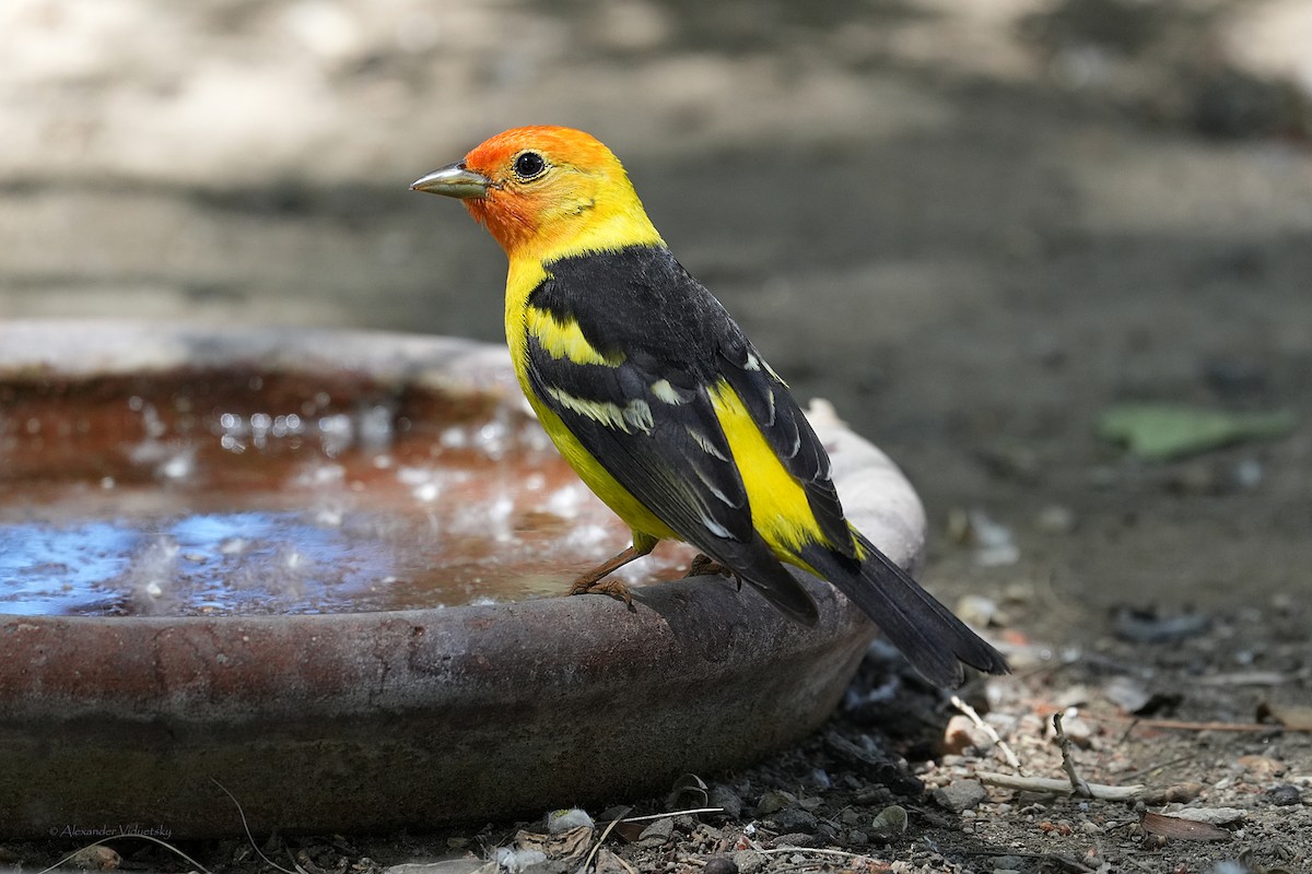 Western Tanager - ML618098237