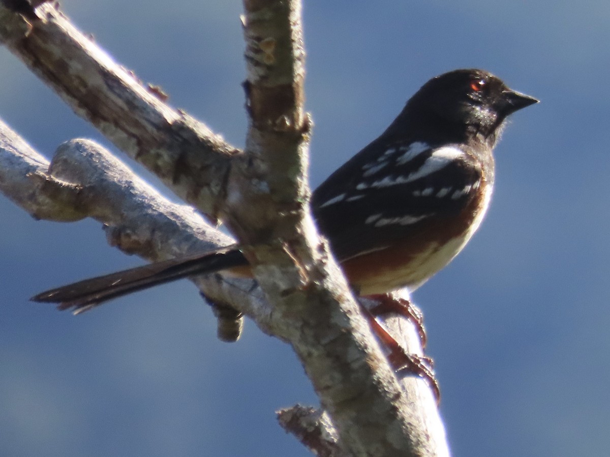 Spotted Towhee - ML618098261