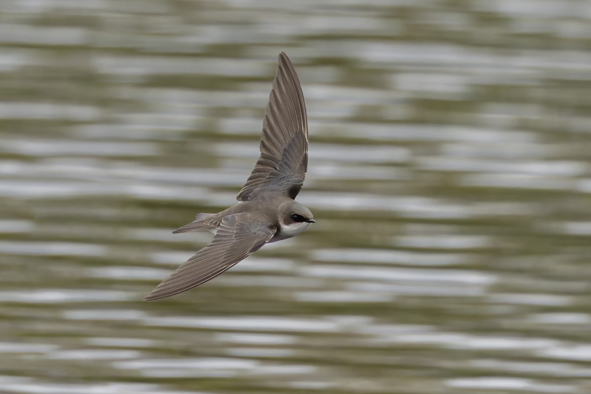 Northern Rough-winged Swallow - Eric Ellingson