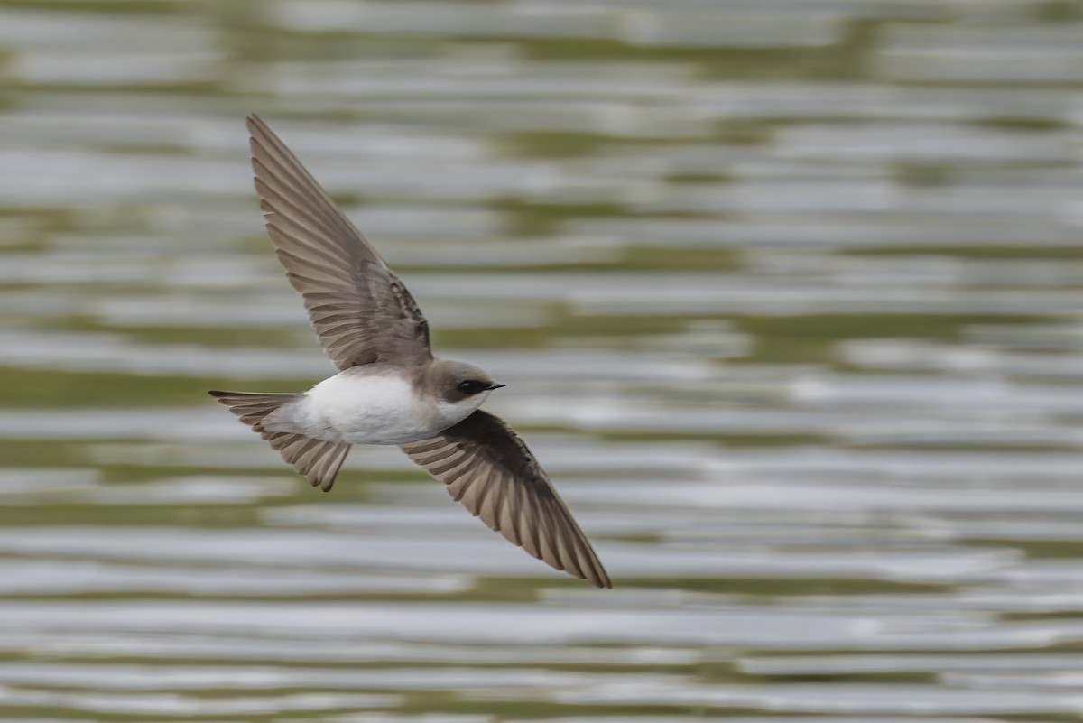 Northern Rough-winged Swallow - ML618098274