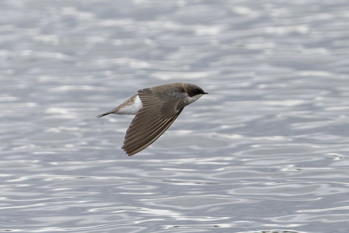 Northern Rough-winged Swallow - ML618098275