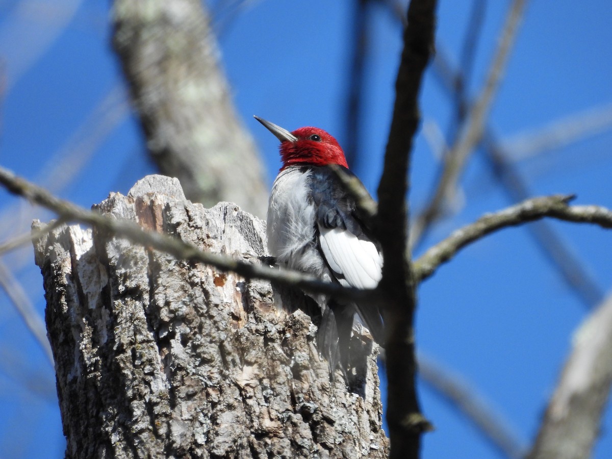 Red-headed Woodpecker - ML618098278
