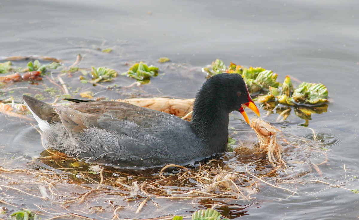 Red-fronted Coot - ML618098328