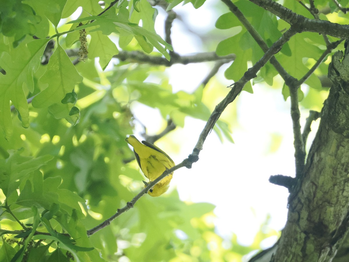 Yellow Warbler - a d