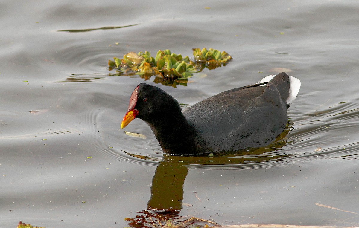 Red-fronted Coot - ML618098346