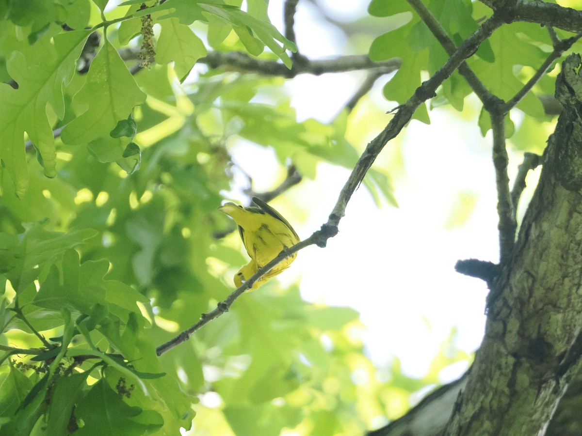 Yellow Warbler - ML618098356