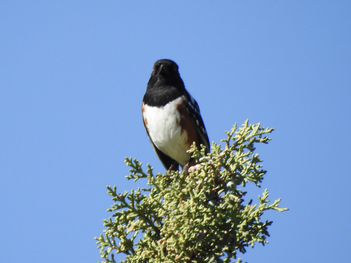 Spotted Towhee - Victoria Vosburg
