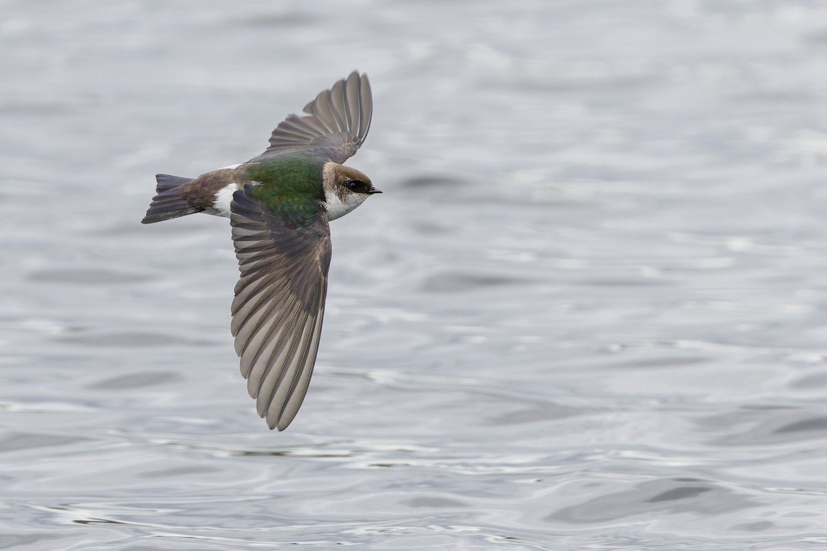 Violet-green Swallow - Eric Ellingson