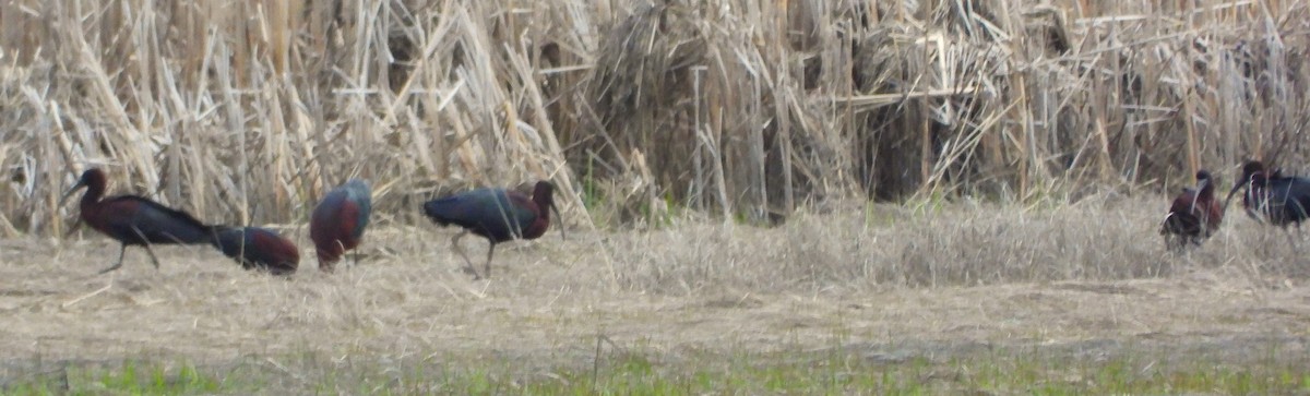 ibis hnědý - ML618098398
