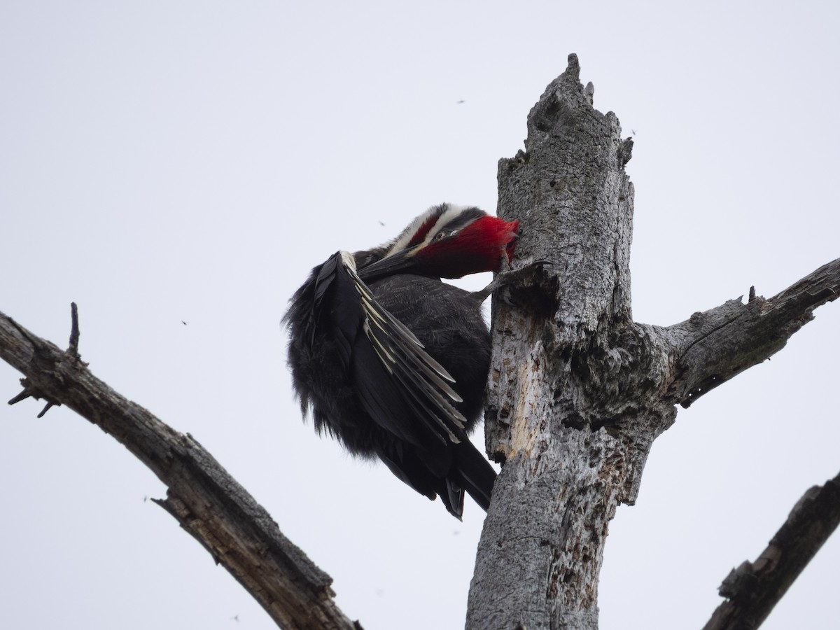 Pileated Woodpecker - ML618098401