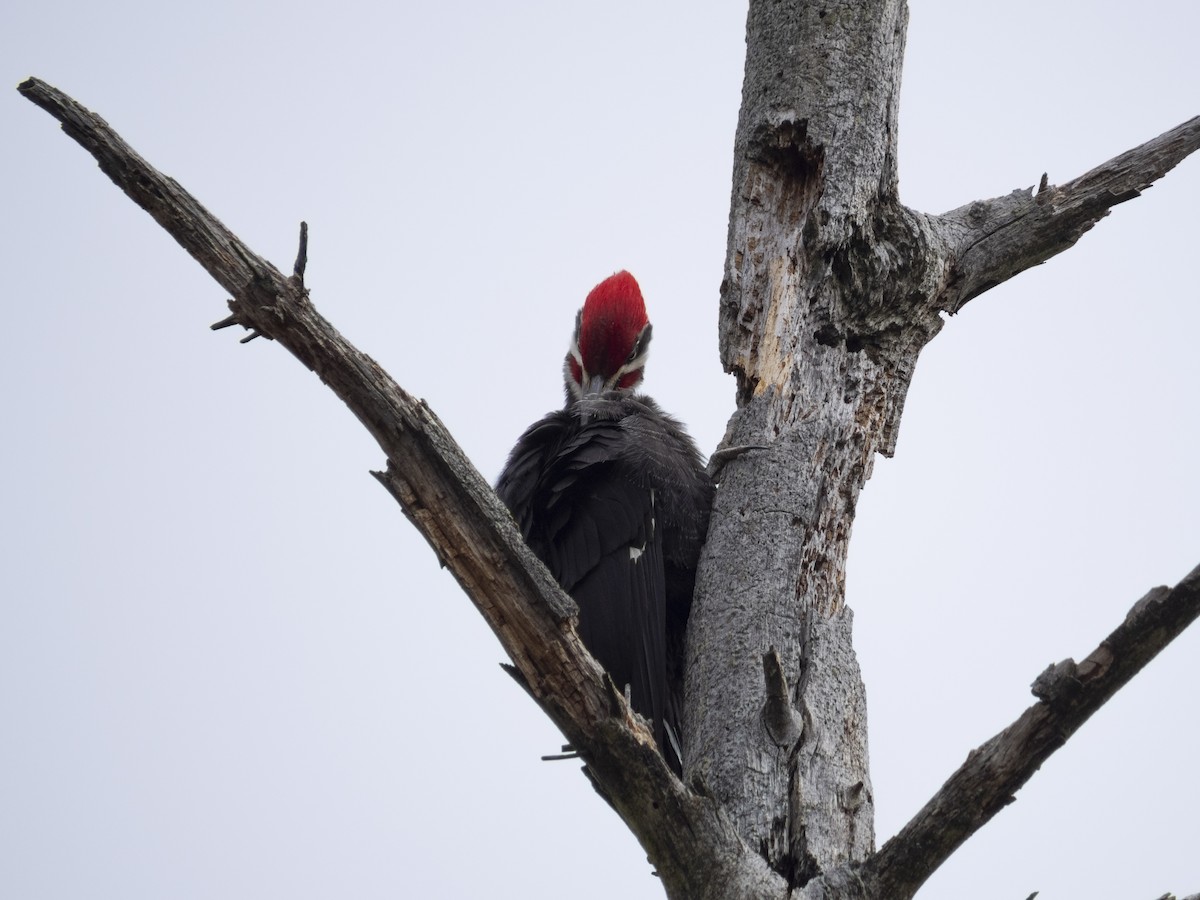 Pileated Woodpecker - ML618098402