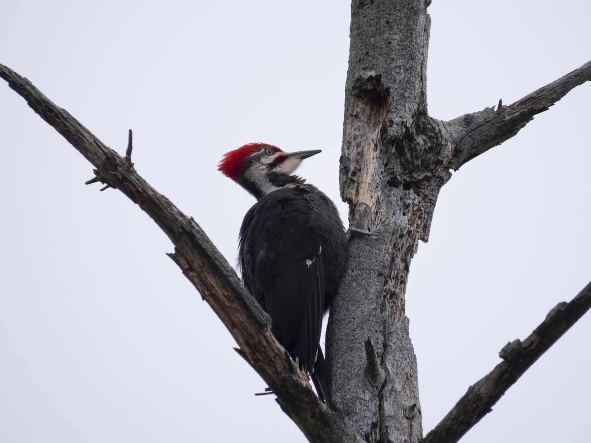 Pileated Woodpecker - ML618098403
