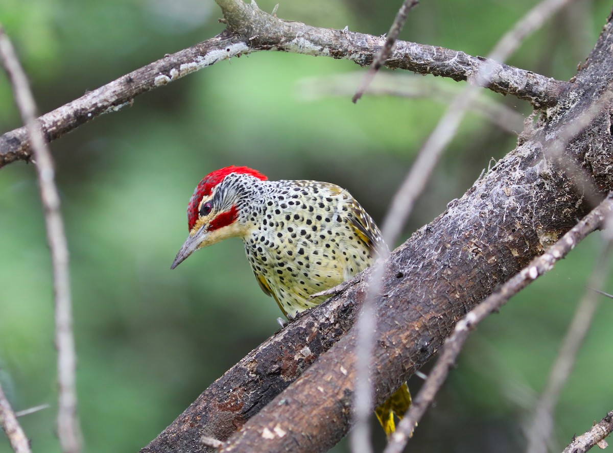 Nubian Woodpecker - ML618098407