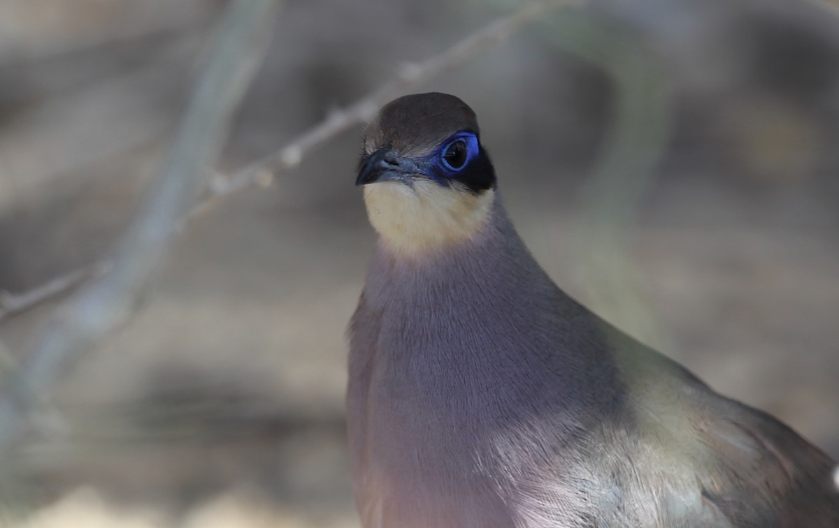 Red-capped Coua (Green-capped) - David Brassington
