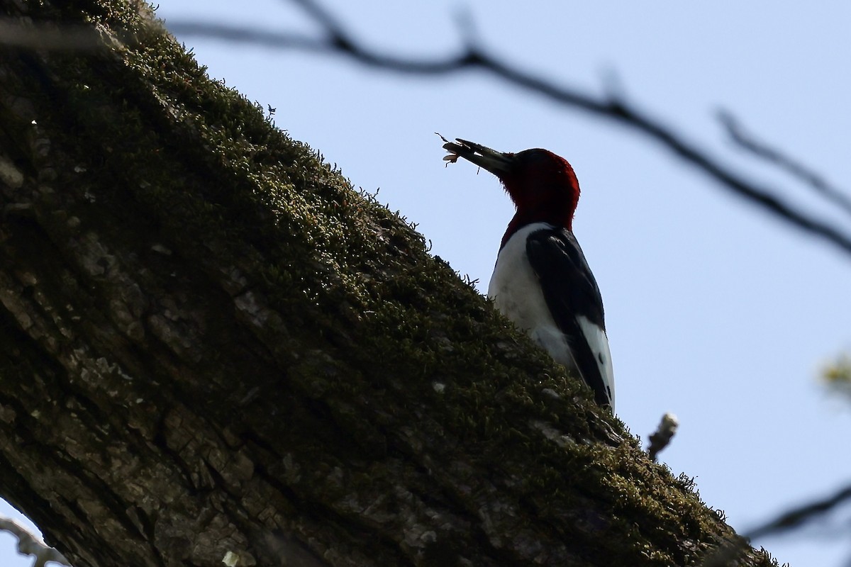 Red-headed Woodpecker - Karen Barlow