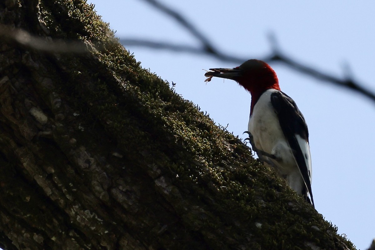Red-headed Woodpecker - Karen Barlow