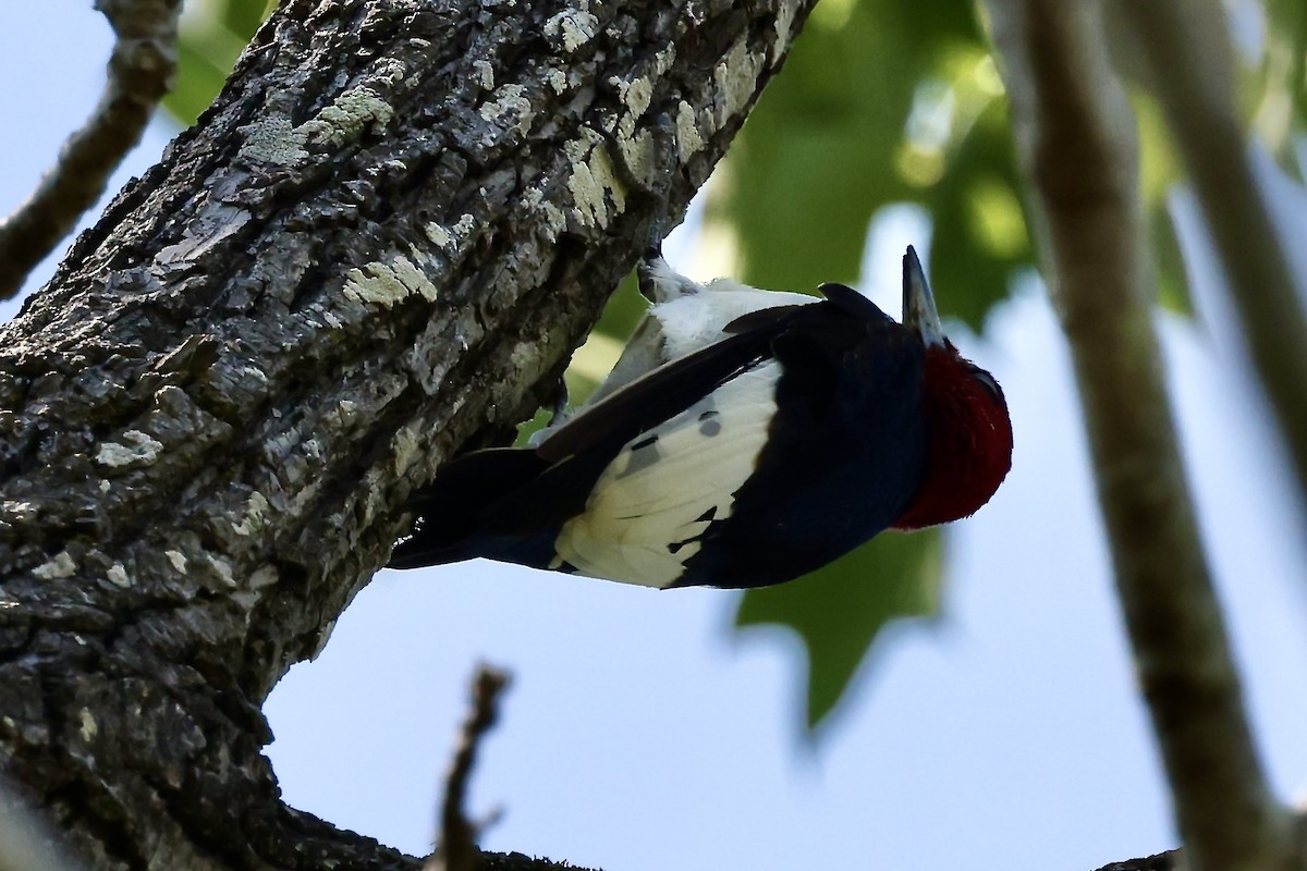 Red-headed Woodpecker - ML618098459