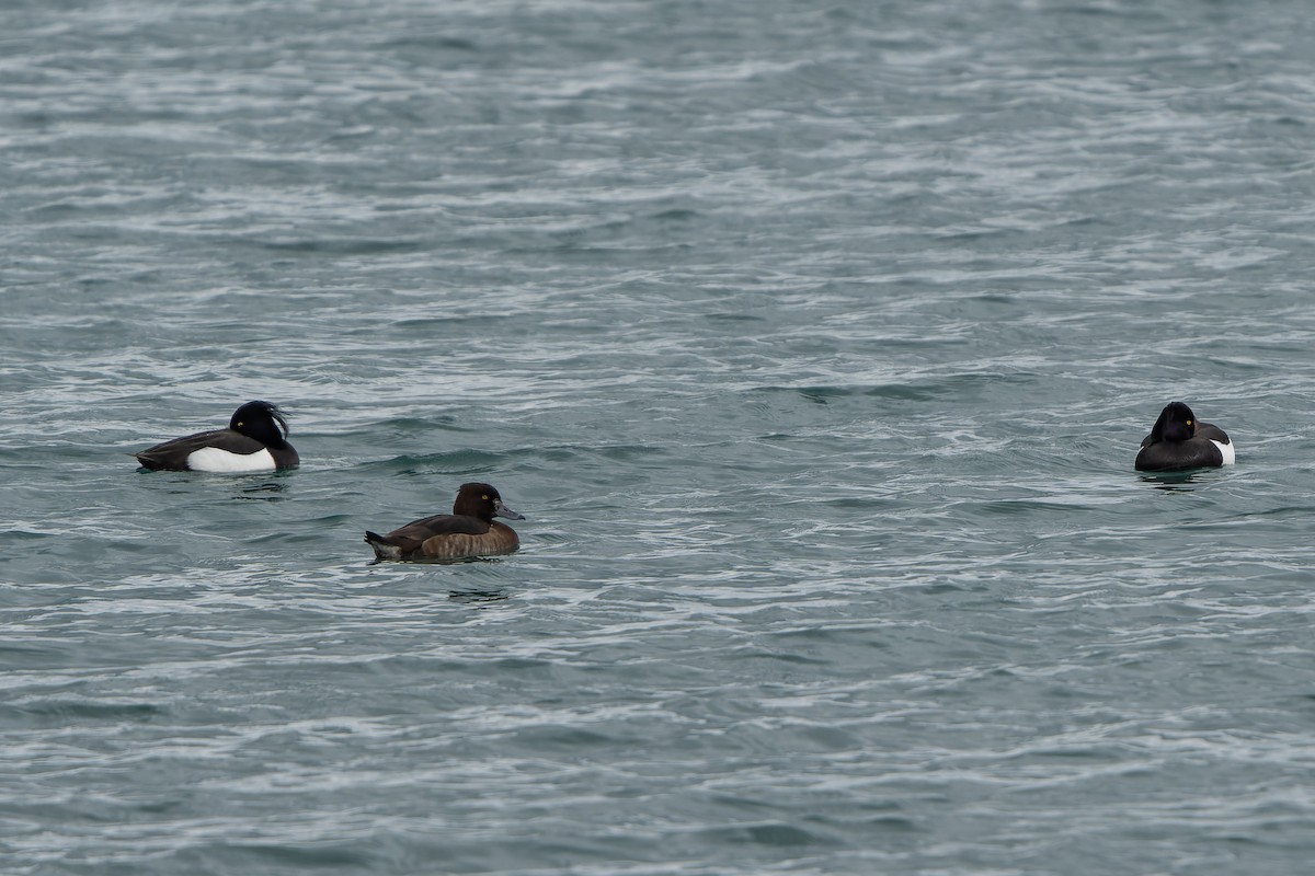 Tufted Duck - ML618098478